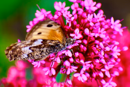 Item #90242850713282573943473333333408540290237184150123135597774242564973317324801 Media