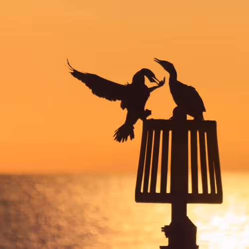 Wildlife Photography Collection