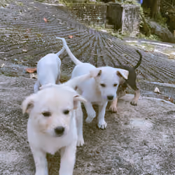4 Puppies