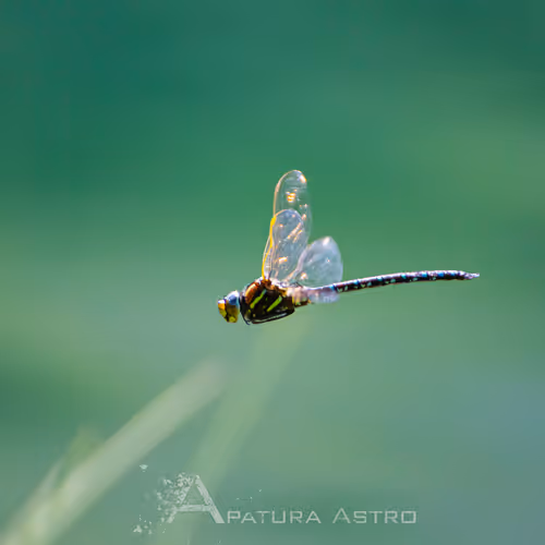Apaturaastro