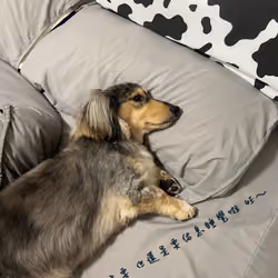 Lucky Dog love