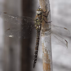 51124555051901614330264480006545612592022390906904121289505624547015562100737