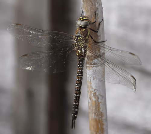 51124555051901614330264480006545612592022390906904121289505624547015562100737