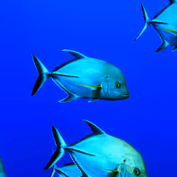 80965803268169370603932631570667161375508893671094224909166964329422574845953