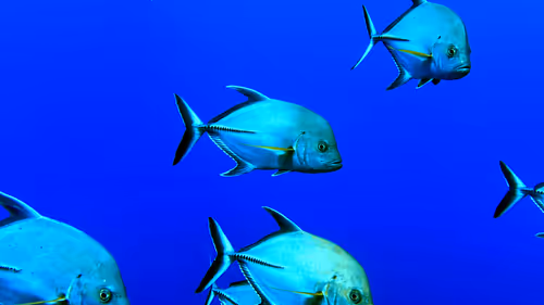 Item #80965803268169370603932631570667161375508893671094224909166964329422574845953 Media