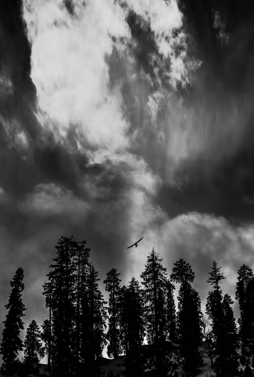 Item #107589578497142127915289393479888094113109607198782176209649620612066966503425 Media