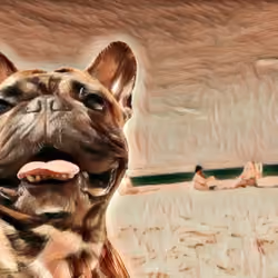 #10 Tigrão - Frenchie Bulldog