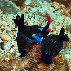 80965803268169370603932631570667161375508893671094224909166963953389598146561