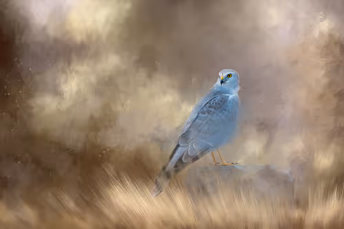 Item #20879904977050231781978559907445915739532146362246903749837269830345496199169 Media