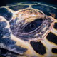 Eye of a Hawksbill Turtle