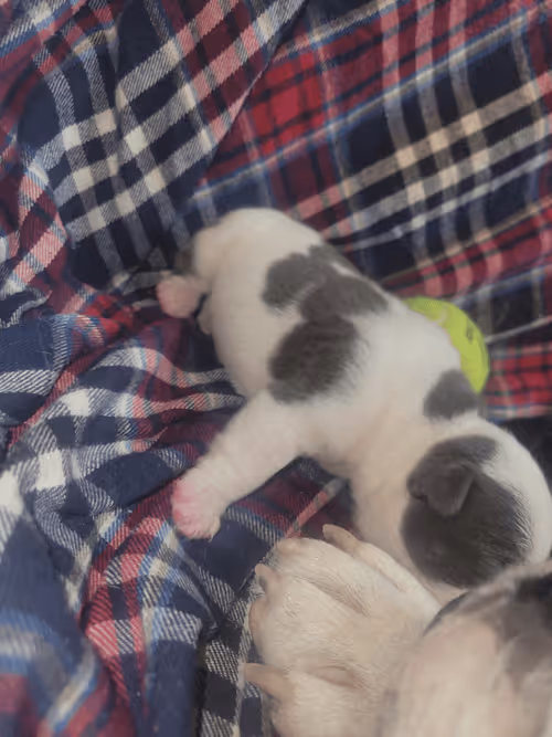 Item #56301280843148674423640682304562416955907080355469445882383910430481074618369 Media