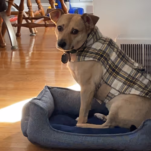 Ryder the Dog