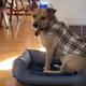Ryder the Dog