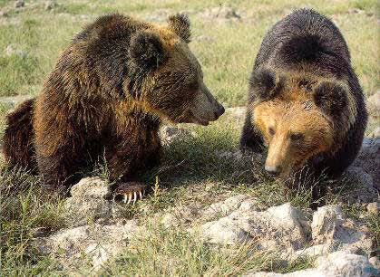 Ursus arctos
