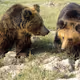 Ursus arctos