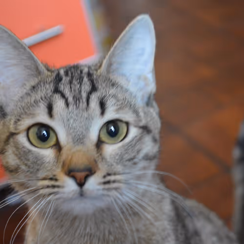 The cat