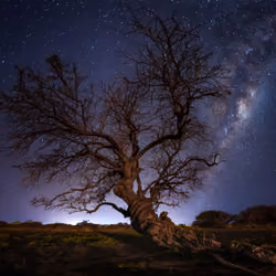 Algarrobo Tree - Chile Atacama Desert