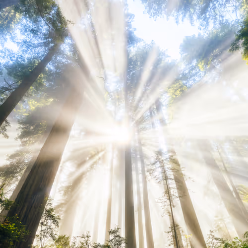 Lightshinesthrough
