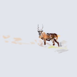 Reindeer