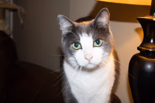 Item #113850349728683882178853041921142083701517191852822868502183107121462057631745 Media