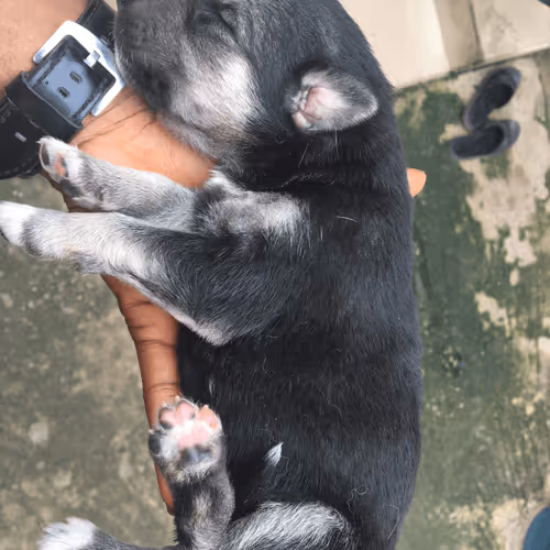 Crypto_cat_lover Collection