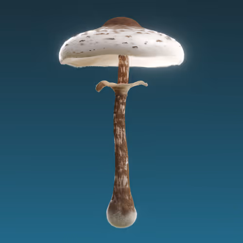 Item #95653877050150474555742155054455970472164202465768371638498214026161648828417 Media