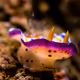 Marilyn Monroe Nudibranch 