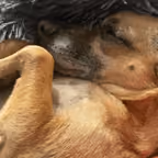 Cali Dog