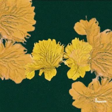 Ai Lucky Plants QGKGlimXUx