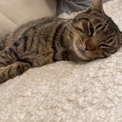 MyCat2