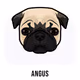 Angus The Pug