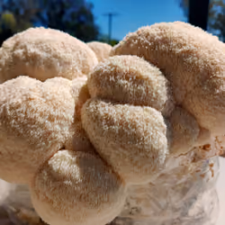 Lions Mane.    Hericium Erinaceus