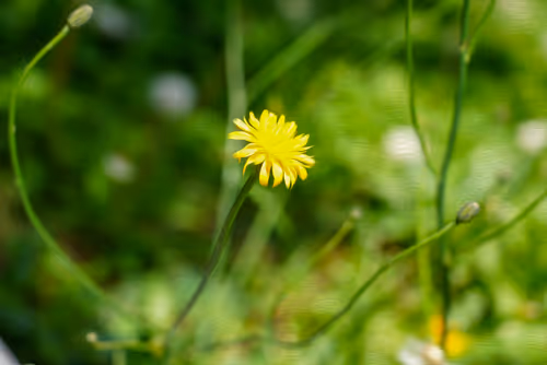 Item #104376002949691435372186332922329426885438855104179935790586764286168636850179 Media