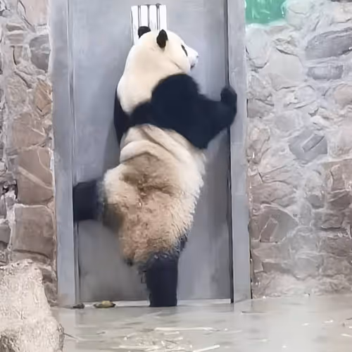 zhangxuan1185 Collection