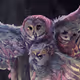 Animals That Shine