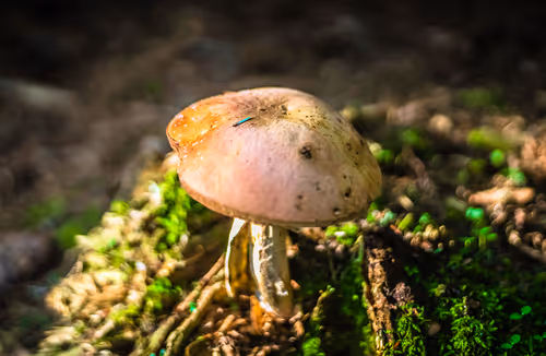 Item #78614967916850878758896281278088562819031429561597845143063368092667688779777 Media