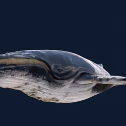 crypto whale #3