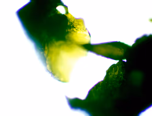 Item #71646257518770613568983710813551014237803002136866425209291833918541935935489 Media