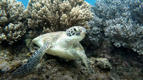 Item #93917210928009552265570427413341546020590352631026157694666951315352969019393 Media