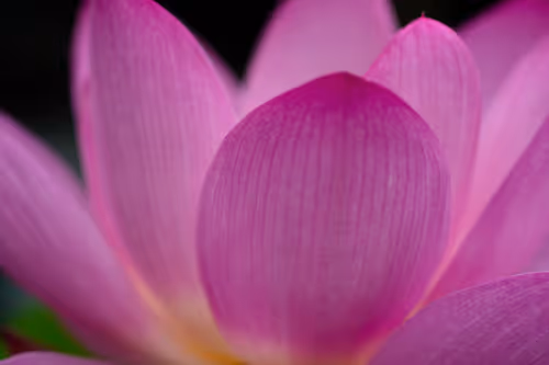 Satori-K Collection - old