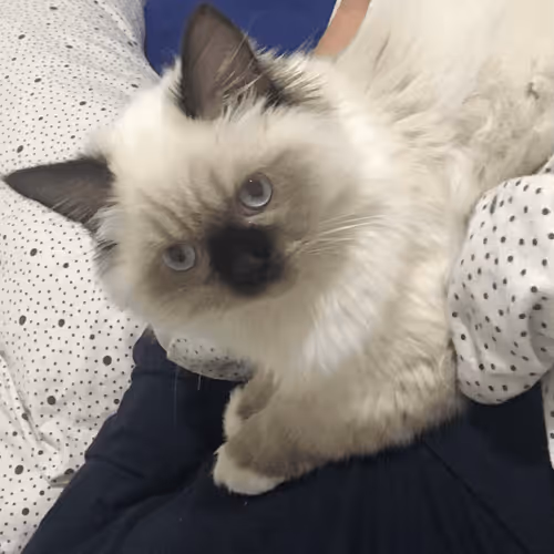 Ragdoll-Null Collection