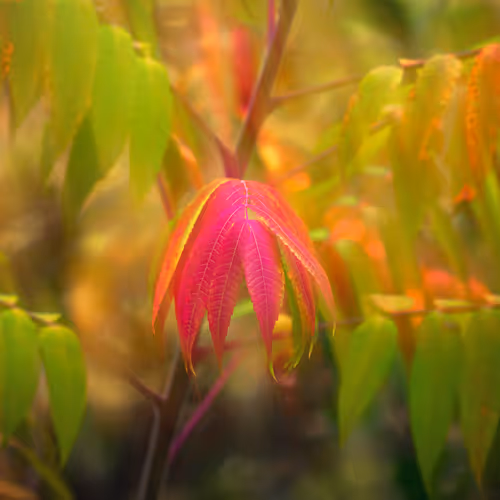 Sumac Jungles 3