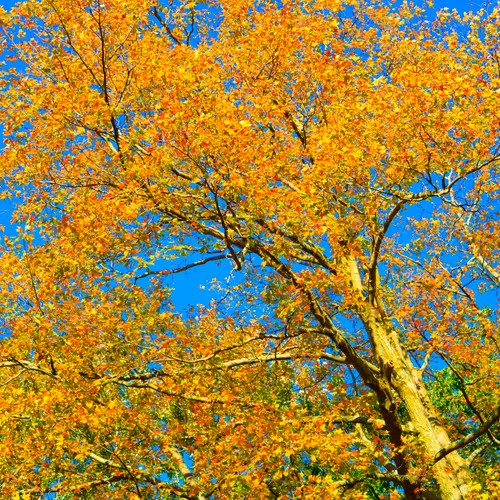 Item #35965218379738729691291467168286792303482134167127854404987491548202482532353 Media