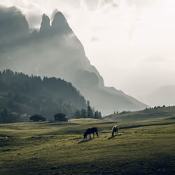 Horses