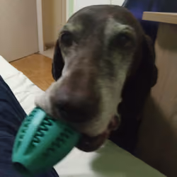 Gifting Dogo