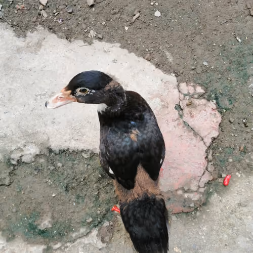 The duck is walking