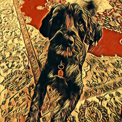 Good Dog