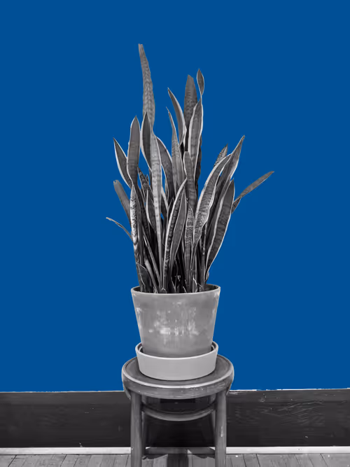 Item #25379124807980713745219244606437574046087384809022650852355167091729702584321 Media