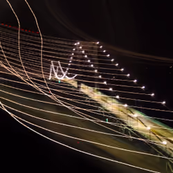 Newport Bridge String Lights
