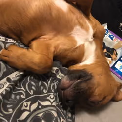 The Cutest Puppy Award Goes Too....